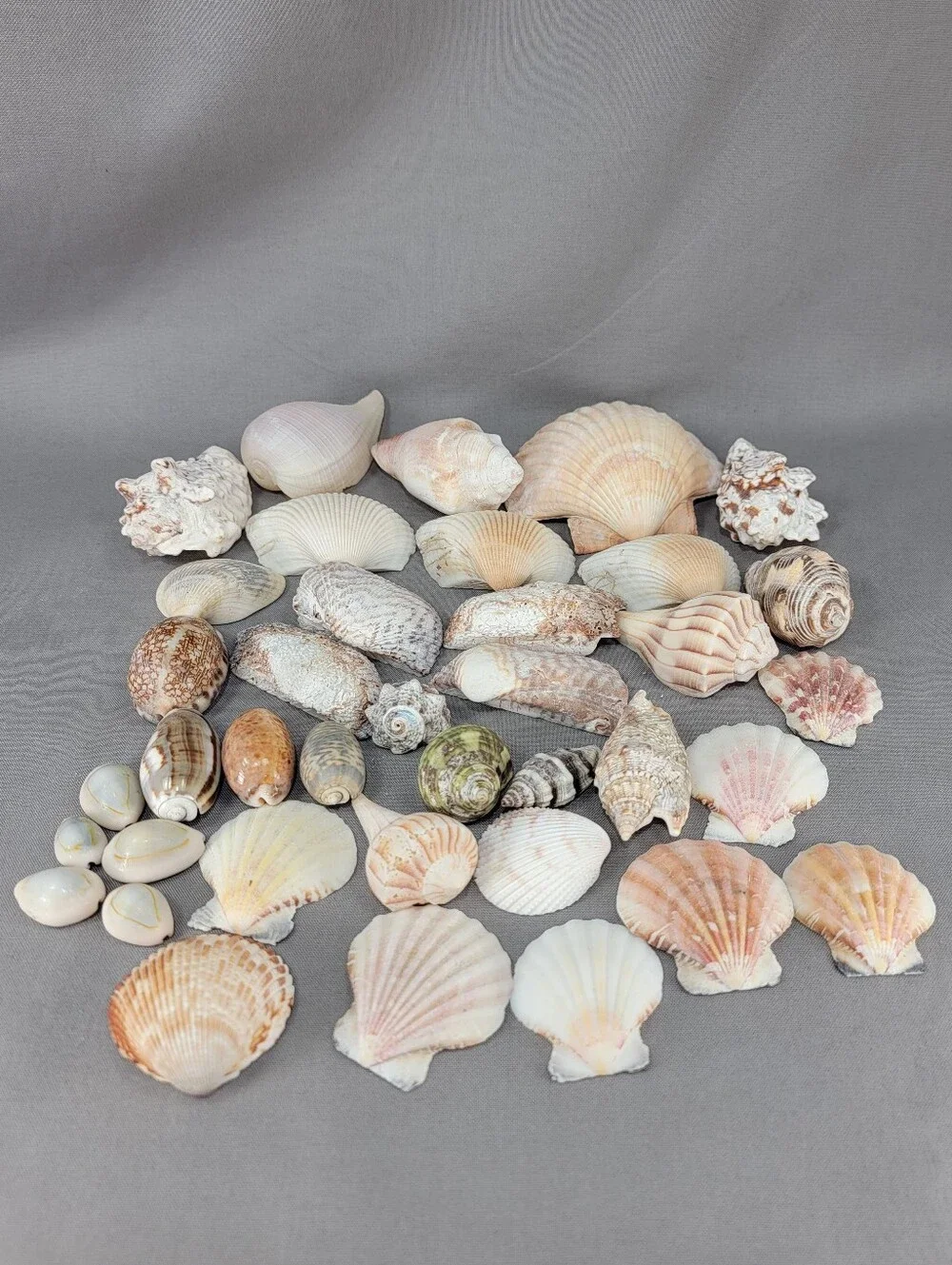 Assorted Seashell Shell Lot Coastal Beach Wedding Crafts Nautical Decor